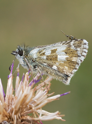 Pyrgus serratulae